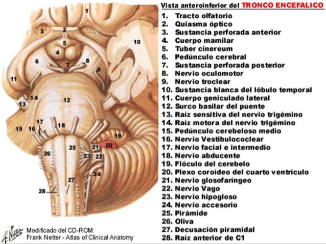 Anatomiadeltroncoencefalico anatomiadeltroncoencefalico