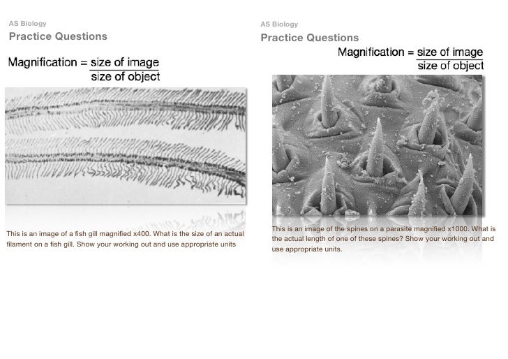 Magnification Questions