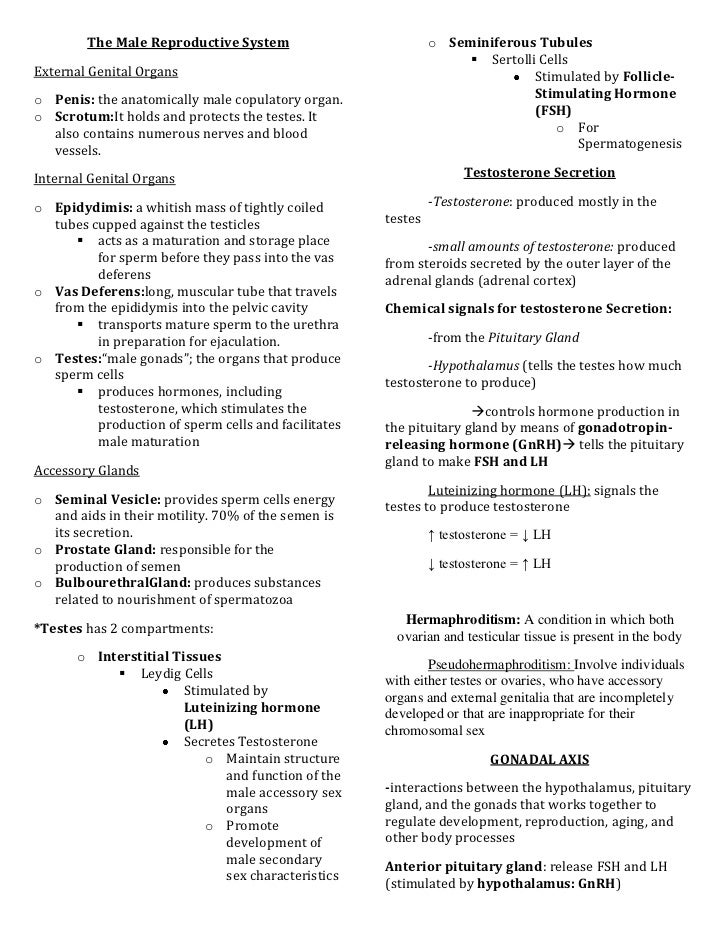 Printables Human Reproduction Worksheet human reproduction worksheet abitlikethis male reproductive system