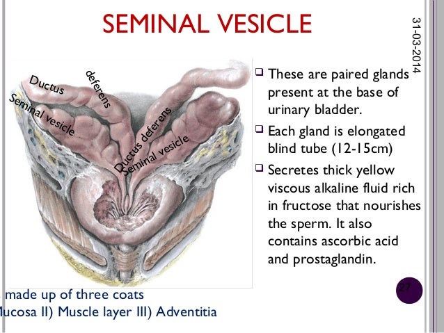 histology seminal vesicle glands bulbourethral