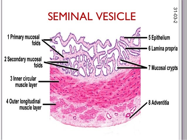 histology of male reproductive system