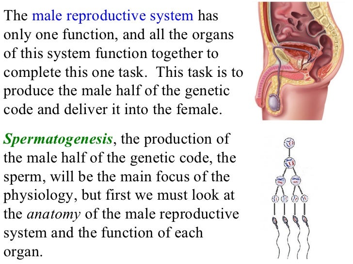 Identify Every Part: The Male Reproductive System Explained - ukma0xo