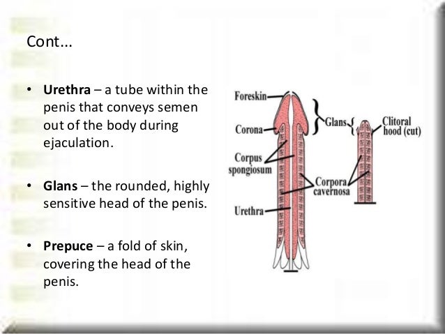 Penis Anatomy - Parts of the Penis - About.com Dating ...