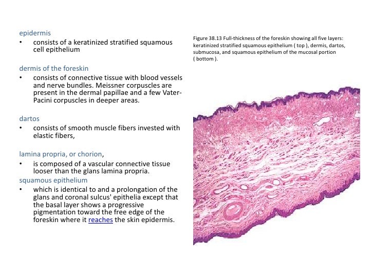 Male reproductive system 1