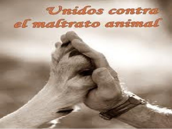 Maltrato animal