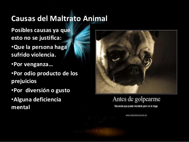 causas del maltrato animal - maltrato animal en guadalajara