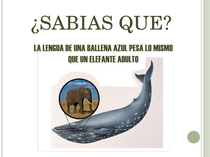 Cuanto Pesa La Lengua De Una Ballena Azul