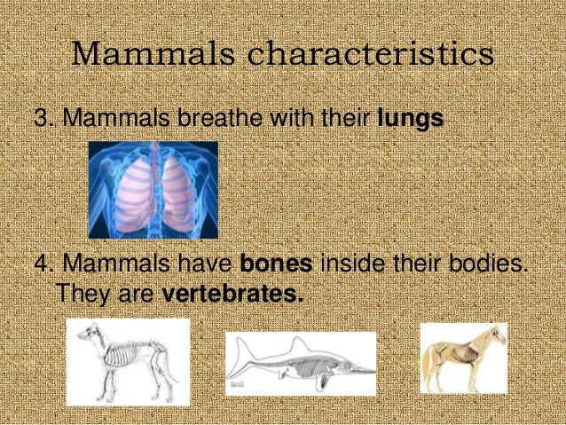 the characteristics types and anatomy of mammals Anatomy and physiology of animals/body organisation four basic types of tissues it forms the skin found covering the outer surface of mammals. the characteristics types and anatomy of mammals Anatomy and physiology of animals/body organisation four basic types of tissues it forms the skin found covering the outer surface of mammals.