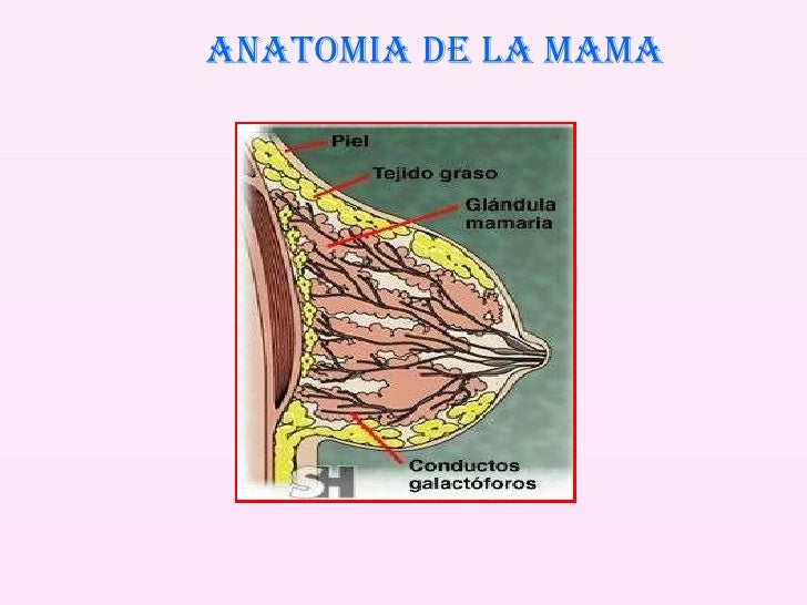 Mamografia
