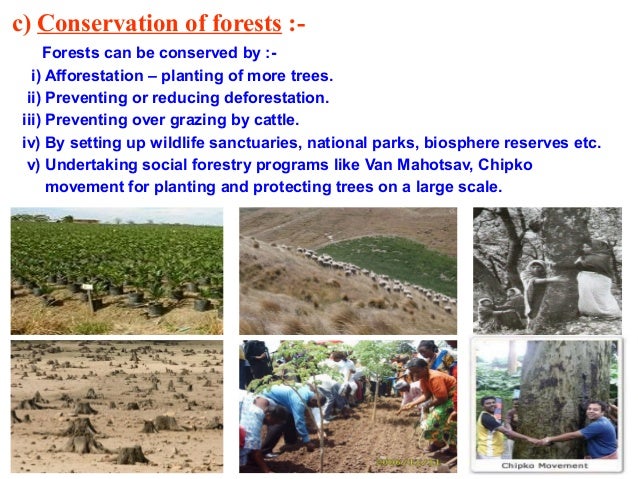 Essay on forest conservation