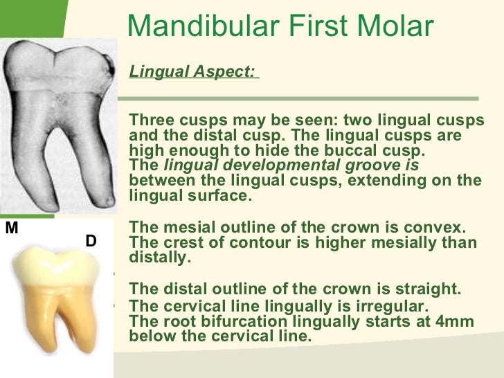 Mand. molars