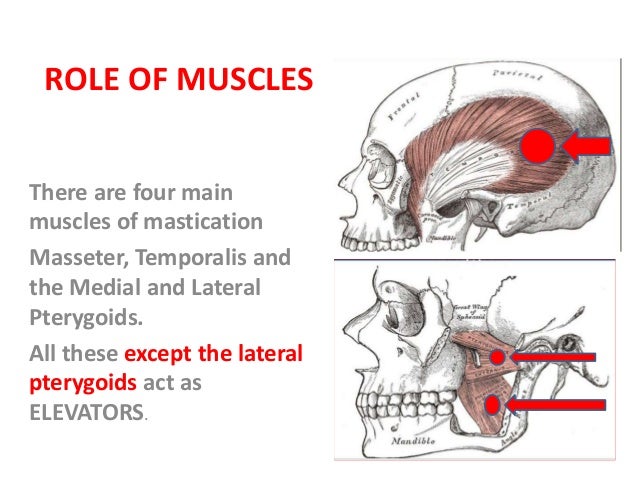 Mandibular Movements
