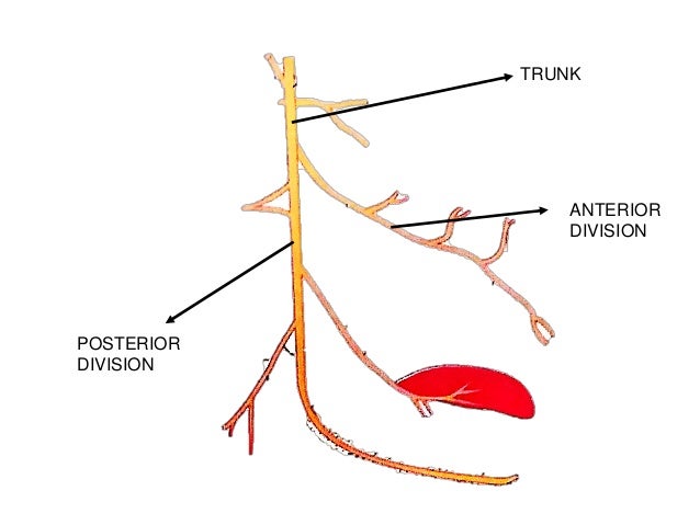 Mandibular nerve and otic ganglion