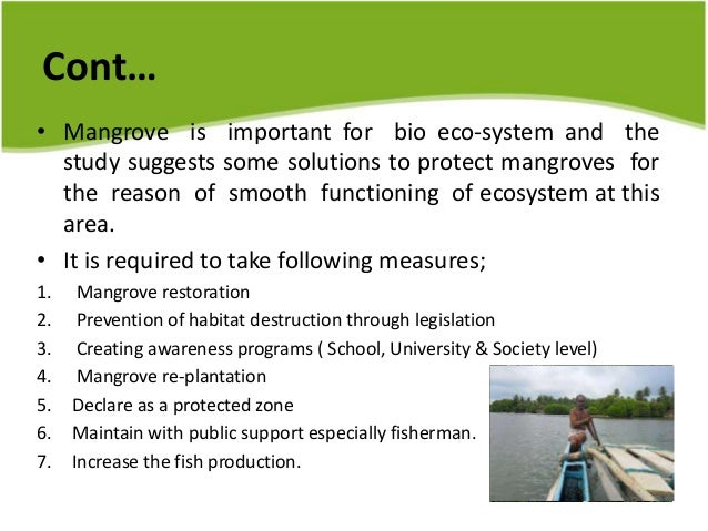 importance of mangrove ecosystem essay importance of mangrove ecosystem essay