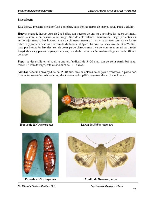 Manual de plagas de nicaragua Manual de plagas de nicaragua