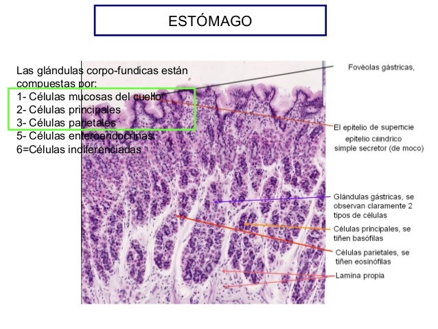histologia estomago