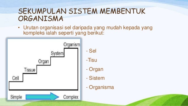 http://image.slidesharecdn.com/manusiasebagaiorganismayangkompleksautosaved-130325033453-phpapp01/95/manusia-sebagai-organisma-yang-kompleks-23-638.jpg?cb=1364183146