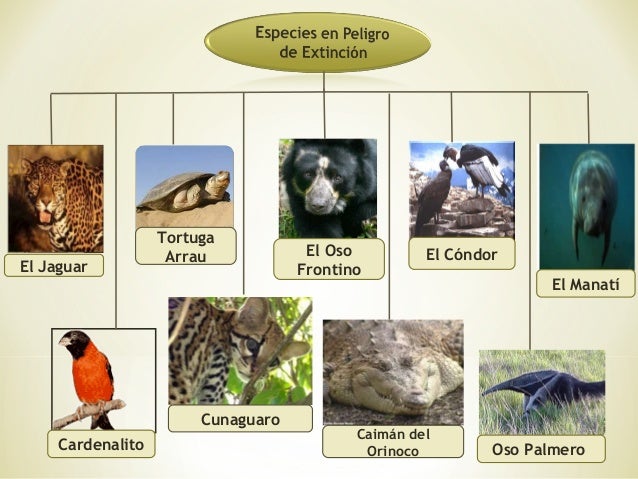 40+ Perú Animales En Peligro De Extincion Para Colorear Con Nombres Pics