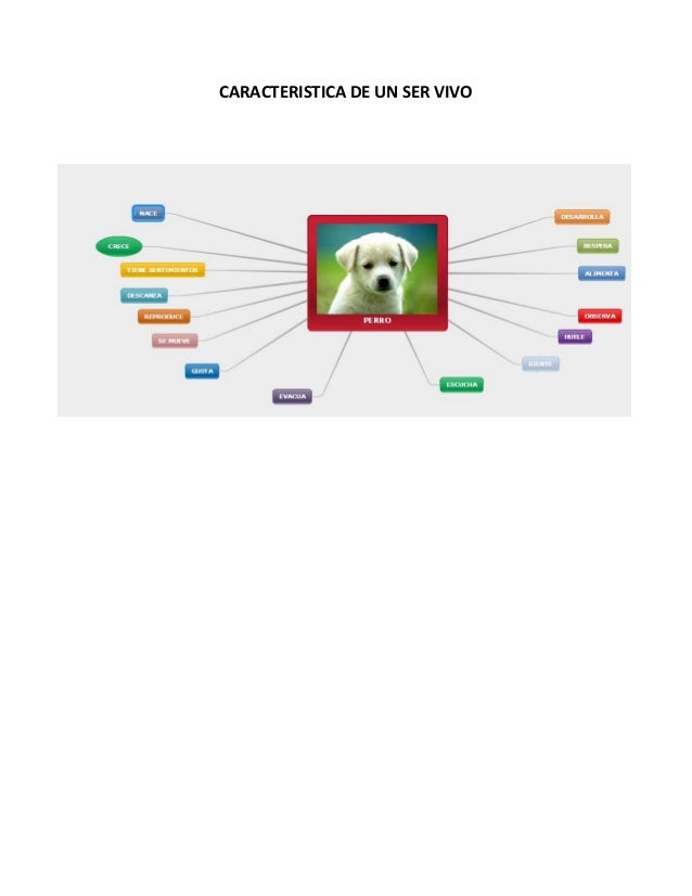 Mapa conceptual (perro)