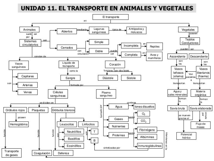UNIDAD 11. EL TRANSPORTE EN ANIMALES Y VEGETALES                                                                          ...
