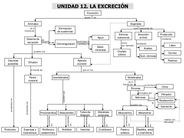 MAPAS CONCEPTUALES