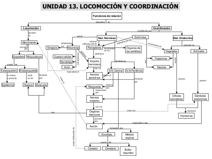 MAPAS CONCEPTUALES