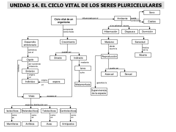 MAPAS CONCEPTUALES