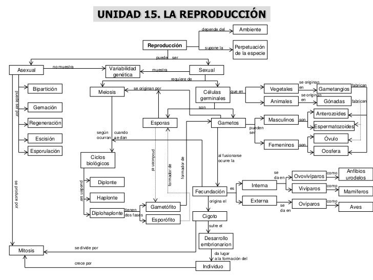 MAPAS CONCEPTUALES