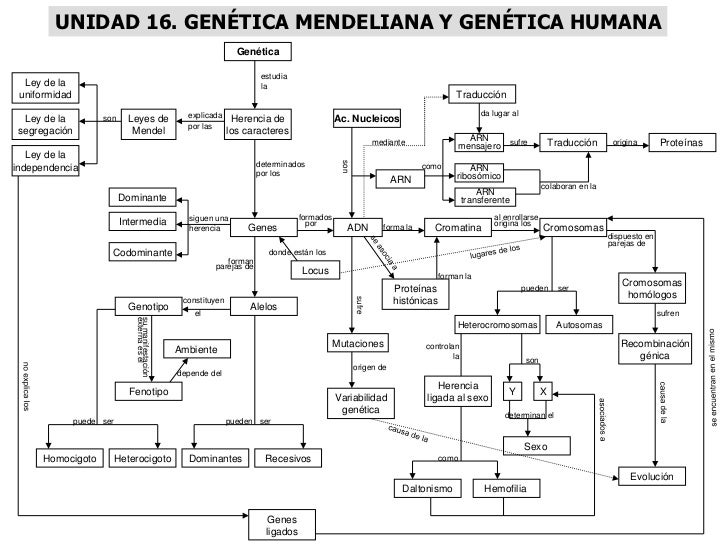 UNIDAD 16. GENÉTICA MENDELIANA Y GENÉTICA HUMANA                                                                   Genétic...