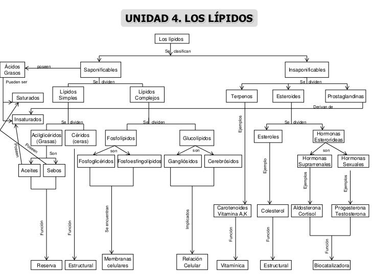 MAPAS CONCEPTUALES