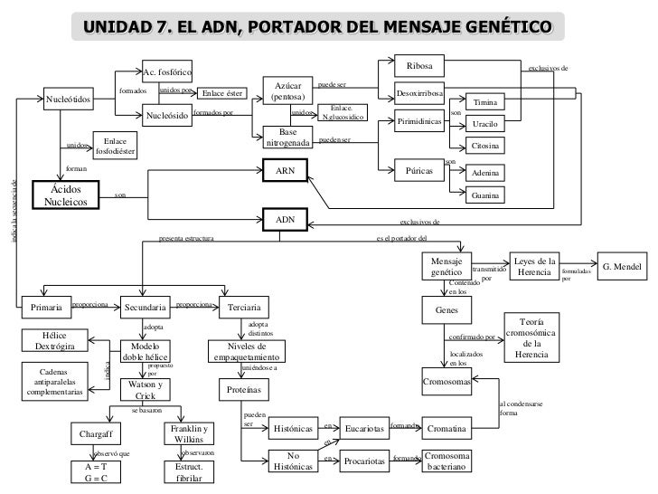 MAPAS CONCEPTUALES