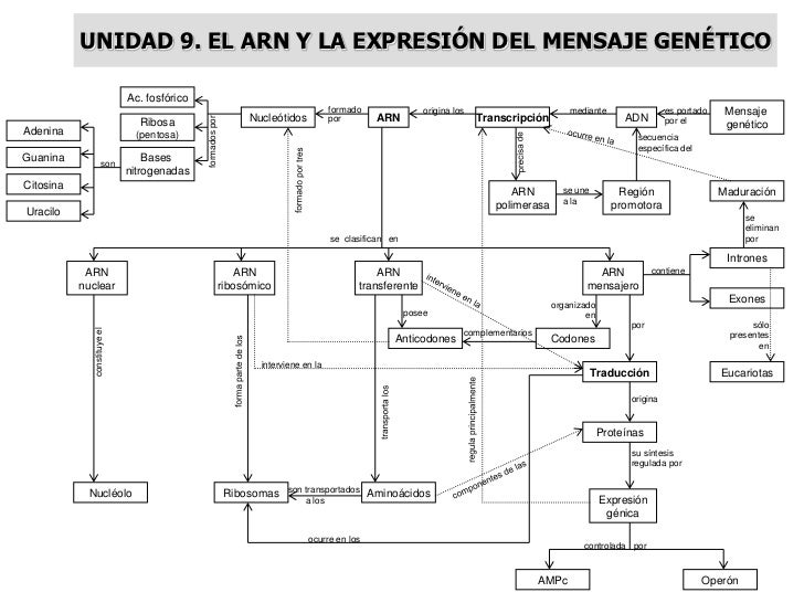 MAPAS CONCEPTUALES