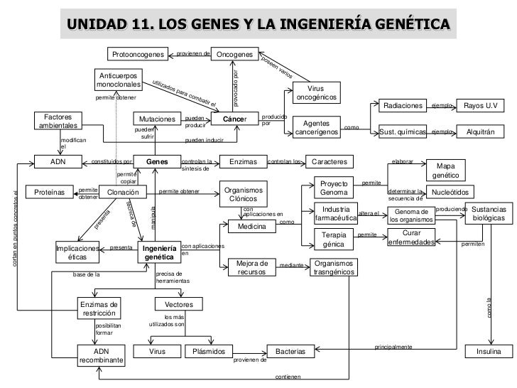 MAPAS CONCEPTUALES