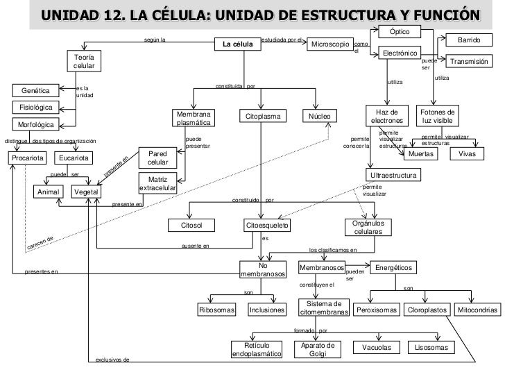 MAPAS CONCEPTUALES