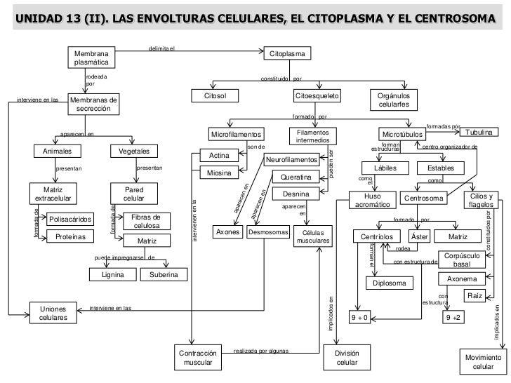 MAPAS CONCEPTUALES