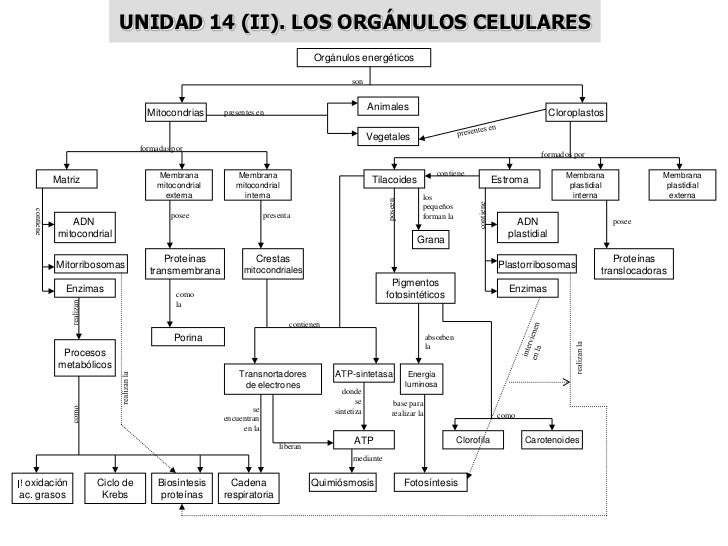 MAPAS CONCEPTUALES