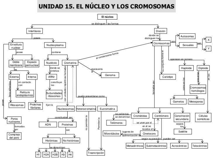 MAPAS CONCEPTUALES