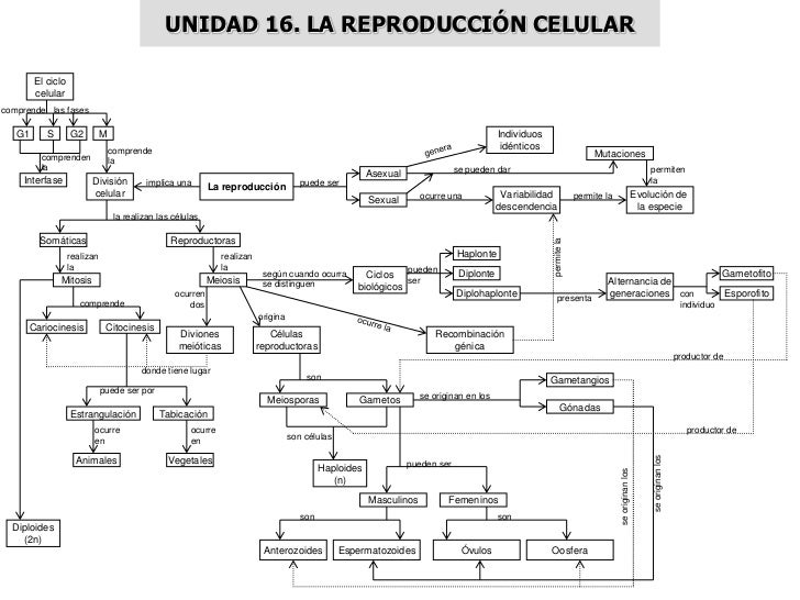 MAPAS CONCEPTUALES