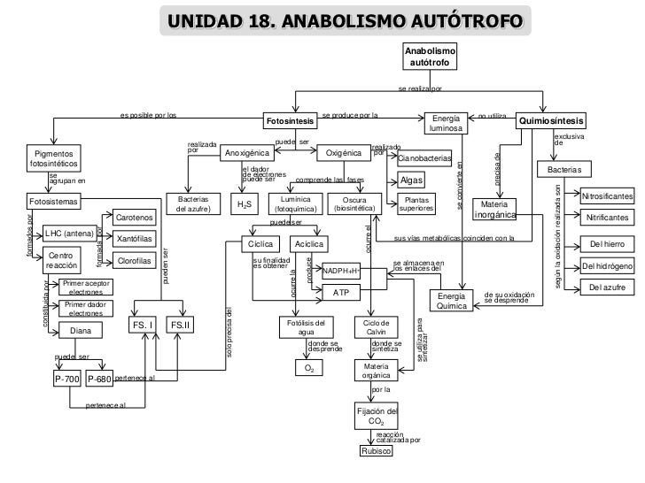 MAPAS CONCEPTUALES