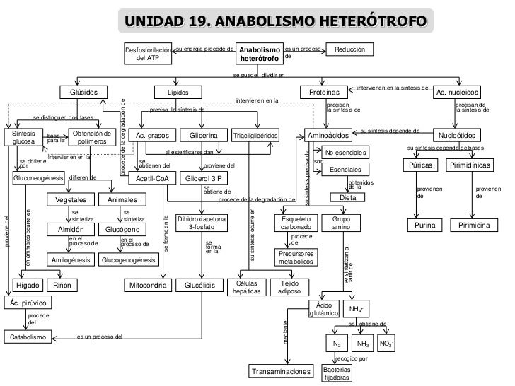 MAPAS CONCEPTUALES