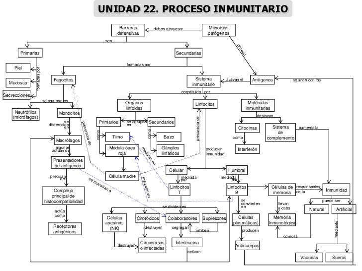 MAPAS CONCEPTUALES