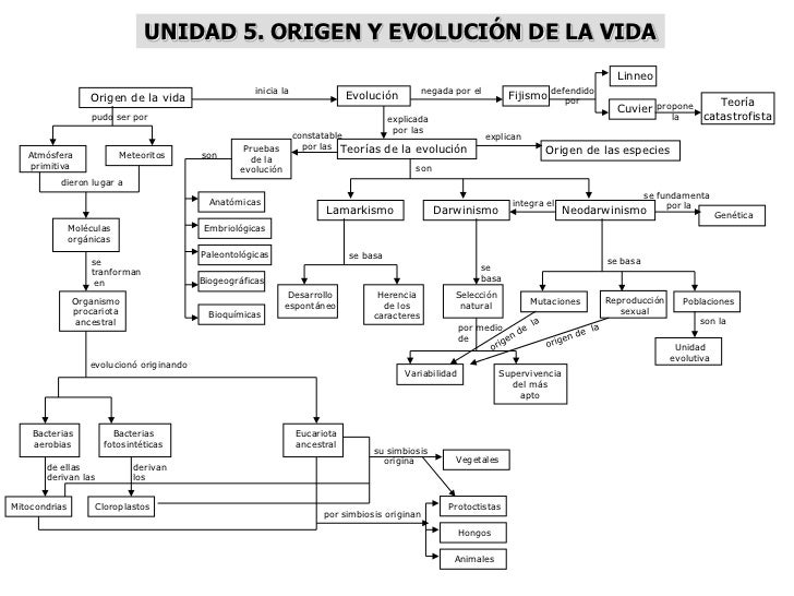 UNIDAD 5. ORIGEN Y EVOLUCIÓN DE LA VIDA                                                                                   ...