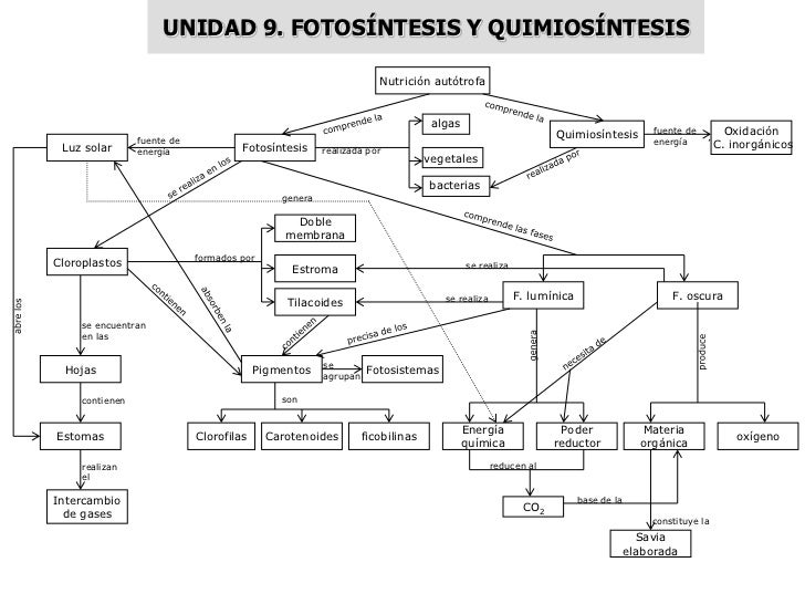 MAPAS CONCEPTUALES