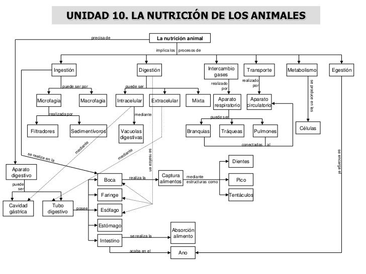 MAPAS CONCEPTUALES