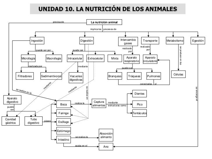UNIDAD 10. LA NUTRICIÓN DE LOS ANIMALES                                           precisa de                          La n...