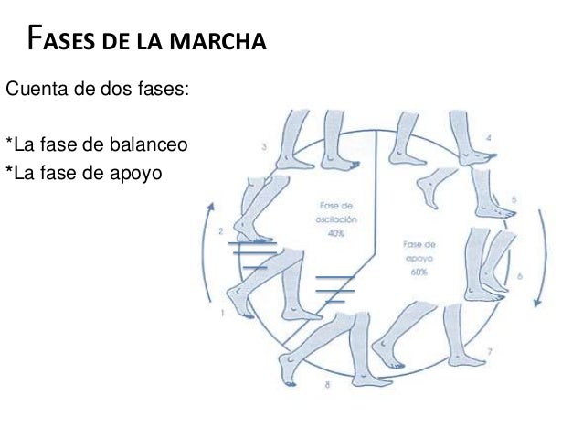 Resultado de imagen para fases de la marcha