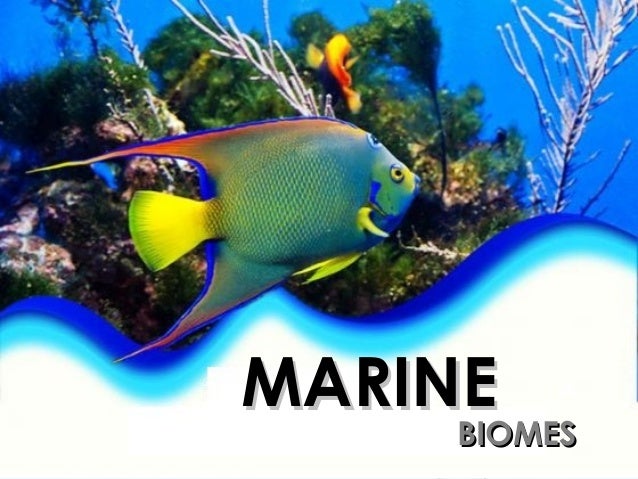 Marine Biome Pictures 5