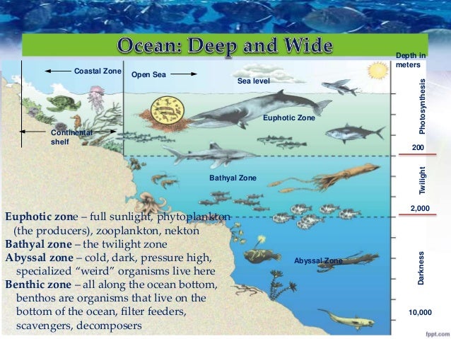 ocean ecosystem The ocean is more than just the waves we see hitting the shoreline it is a fascinating and mysterious ecosystem in this lesson, you will learn. ocean ecosystem The ocean is more than just the waves we see hitting the shoreline it is a fascinating and mysterious ecosystem in this lesson, you will learn.