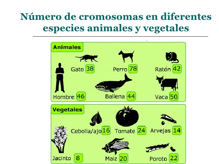 Material genético y reproducción celular