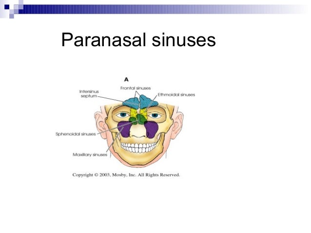 Maxillary Sinus Mucosal Thickening